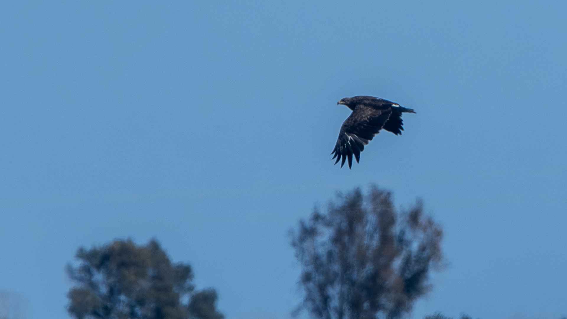 Lesser Spotted Eagle